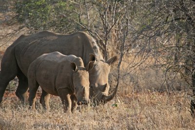 Two Makutsi Rhinos