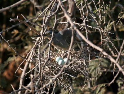 A Heron and eggs