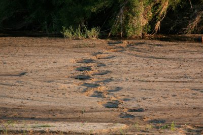 Elephant tracks across the Makutsi river
