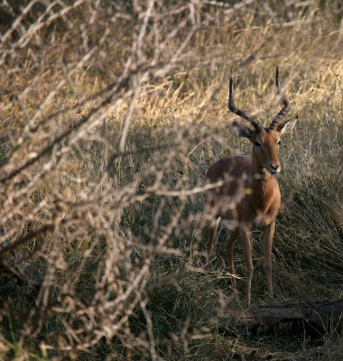 An Impala Buck