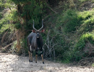 Male Nyala