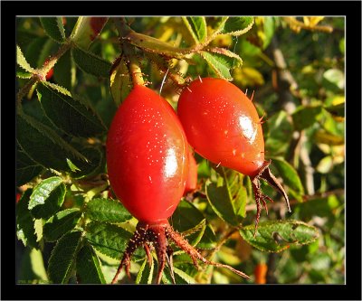 Rosehips.jpg