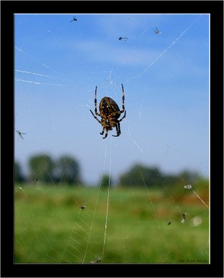 Woerden Web.jpg