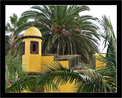 Madeira_Yellow_01.jpg