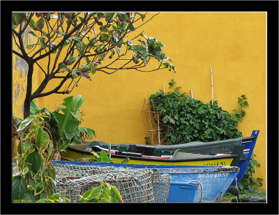 Madeira_Yellow_02.jpg