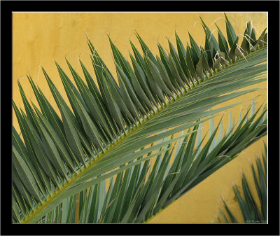 Madeira_Yellow_07.jpg
