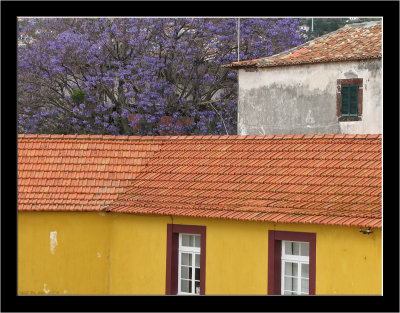 Madeira_Yellow_08.jpg