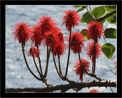 Madeira_Plantlife_13.jpg
