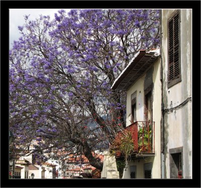 Madeira_Funchal_10.jpg