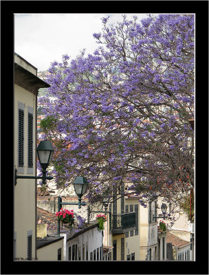Madeira_Funchal_11.jpg