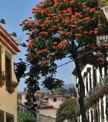 Madeira_Funchal_32.jpg