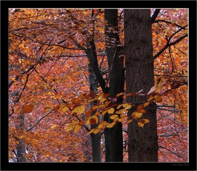 Lage Vuursche_Autumn_02.jpg