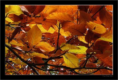 Lage Vuursche_Autumn_03.jpg