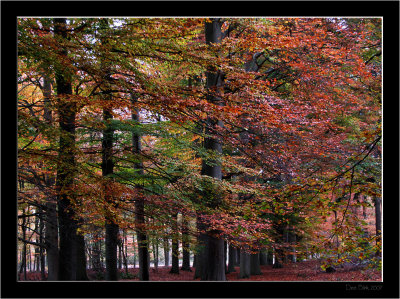 Lage Vuursche_Autumn_05.jpg