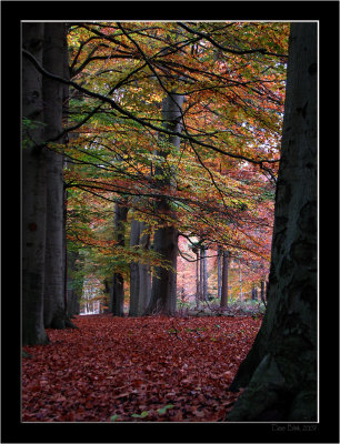 Lage Vuursche_Autumn_06.jpg