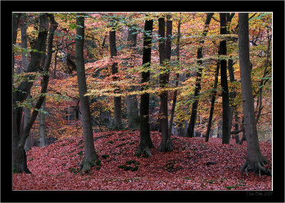 Lage Vuursche_Autumn_08.jpg