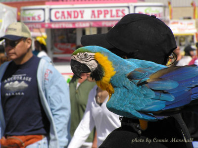 Polly want a turkey leg