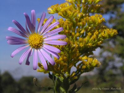 Aster and Goldenrod