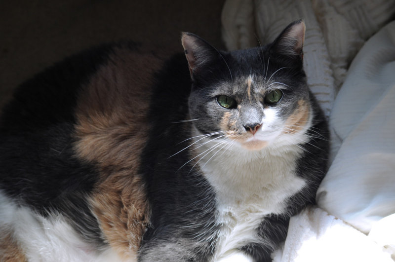 emerald eyes