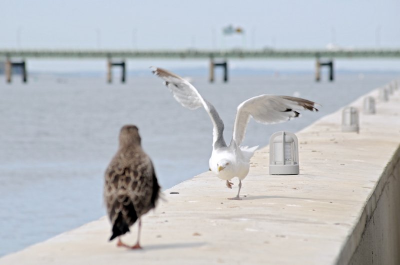 fight or flight