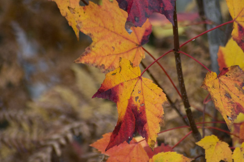 Maple leaves