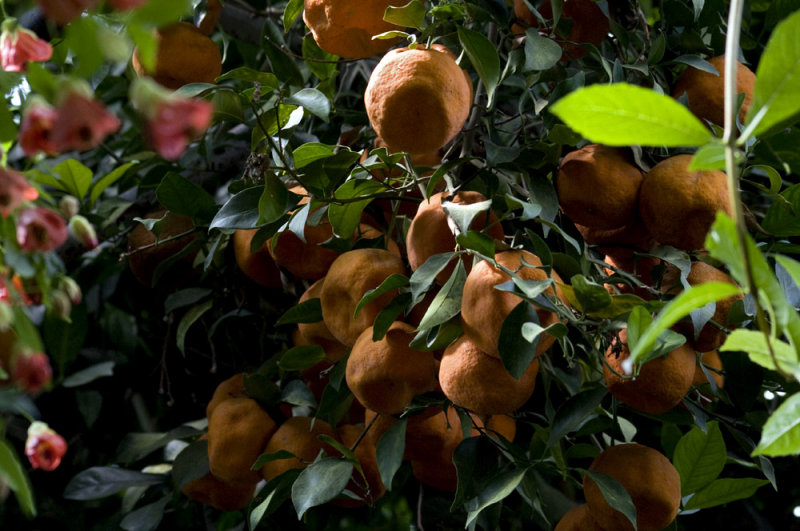 Fortunella crassifolia