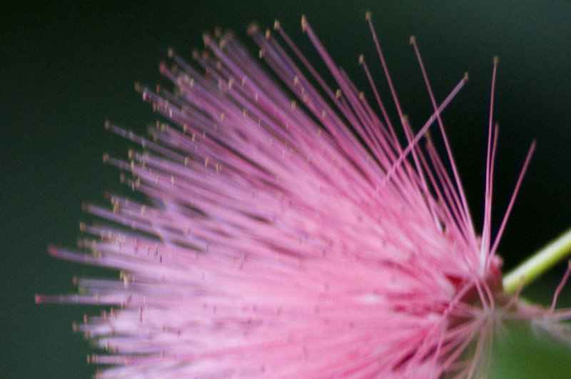 Calliandra emarginata