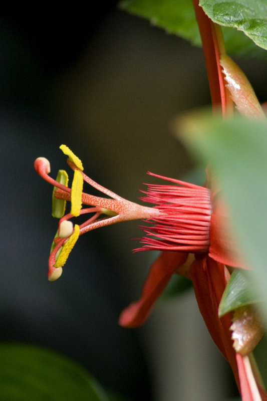 Passiflora piresii