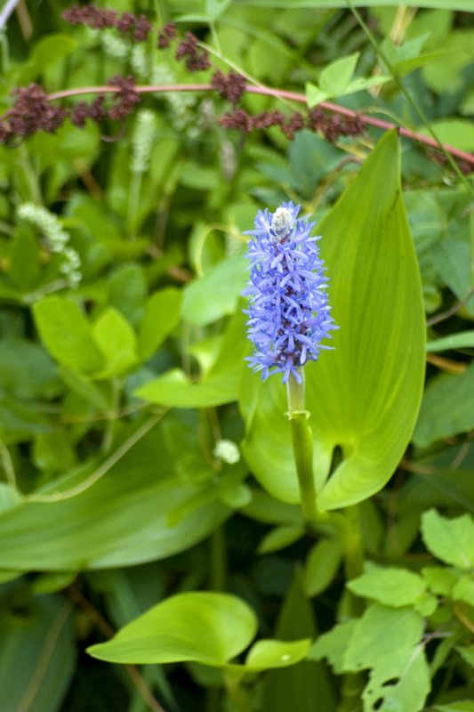 Pickerelweed