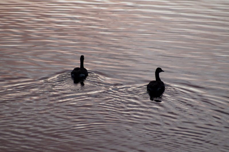 Canada geese