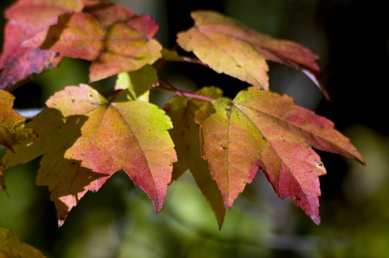 Red Maple