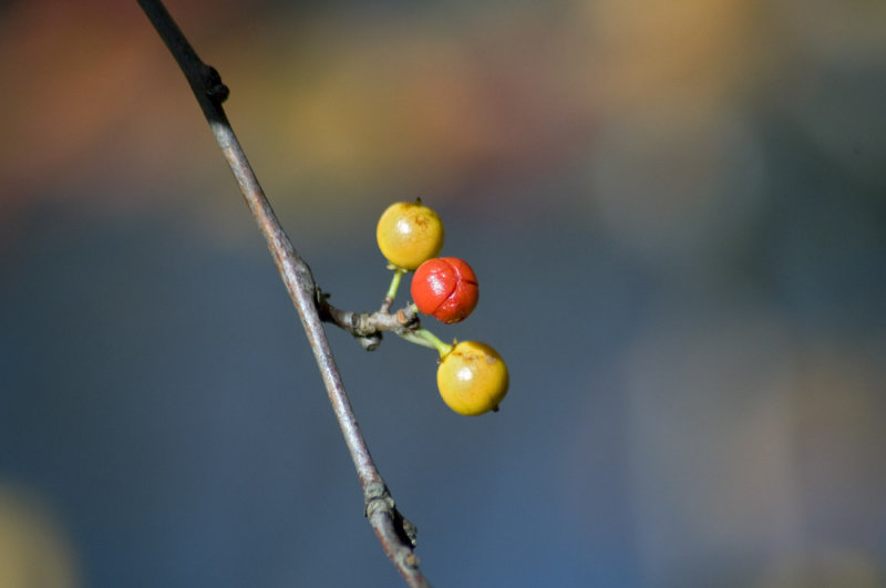 Oriental bittersweet