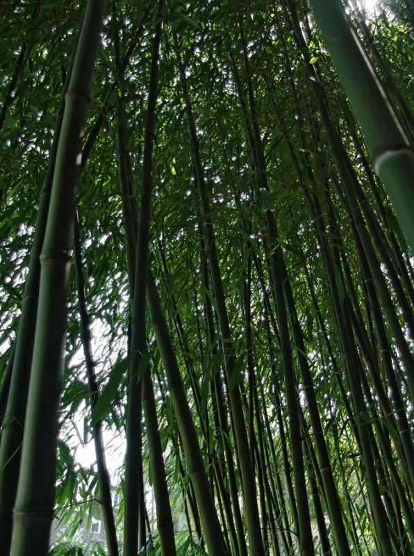 bamboo grove