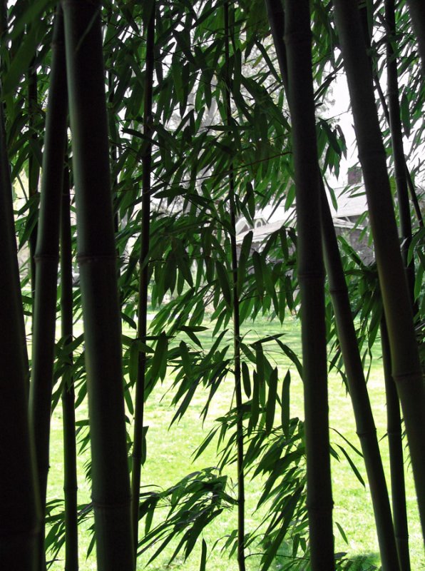 bamboo grove