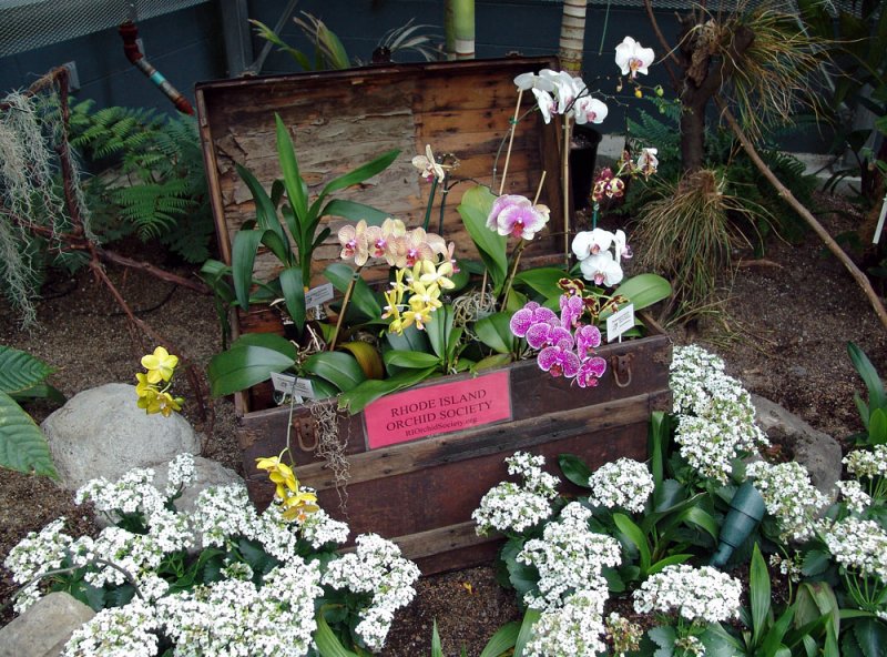 Rhode Island Orchid Society