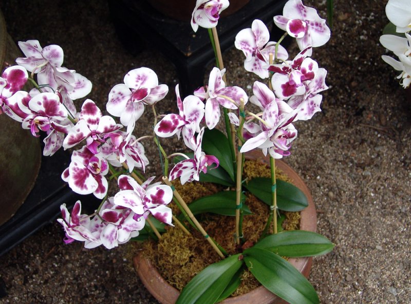 phalaenopsis orchids