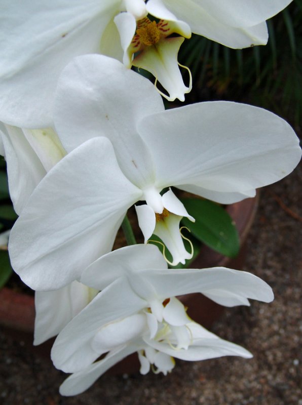 white phalaenopsis orchids