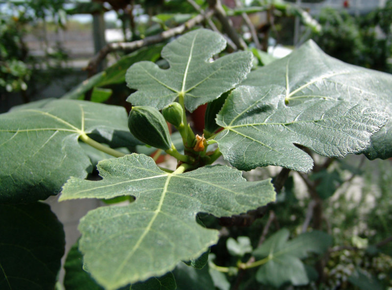 fig leaves