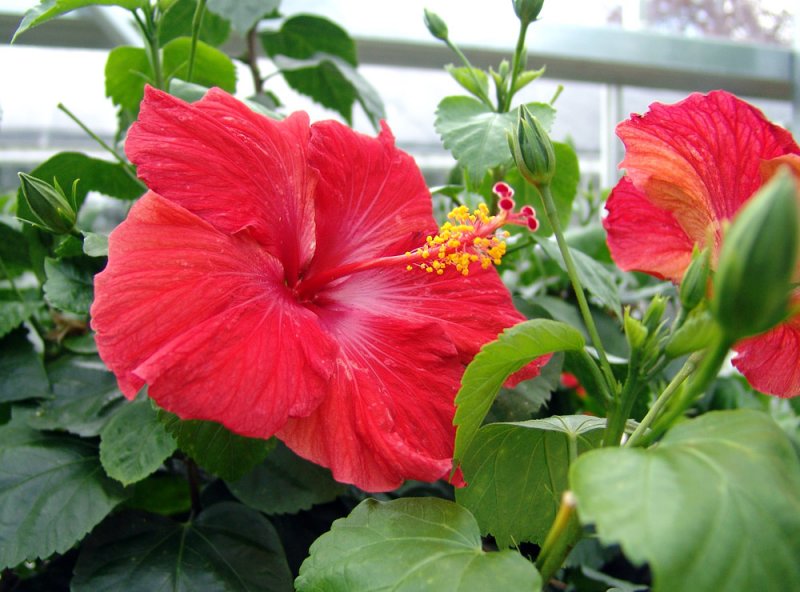 red hibiscus