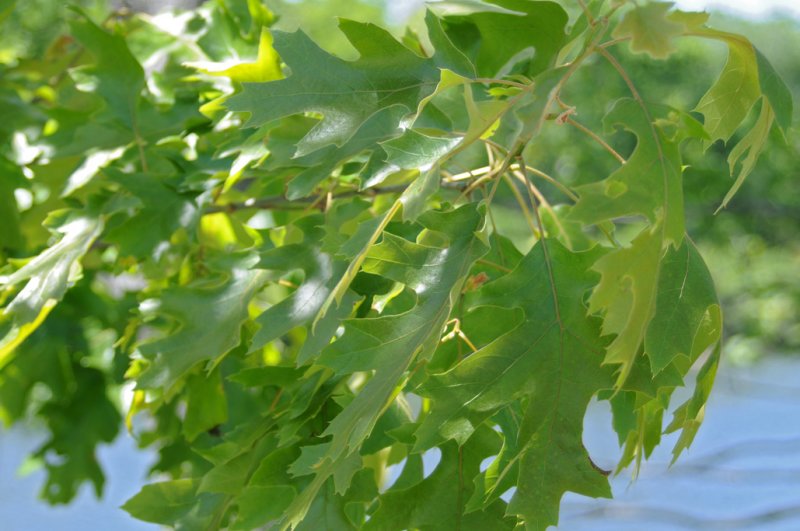 oak leaves in the wind