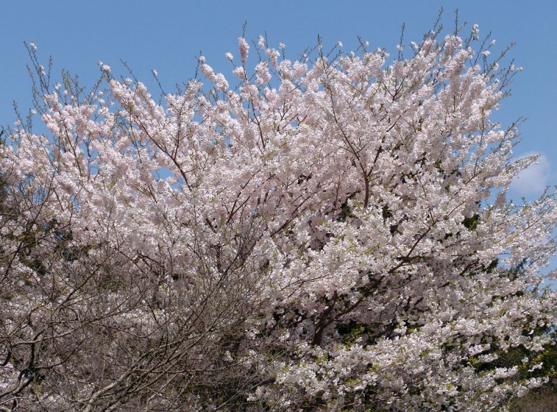 flowering tree