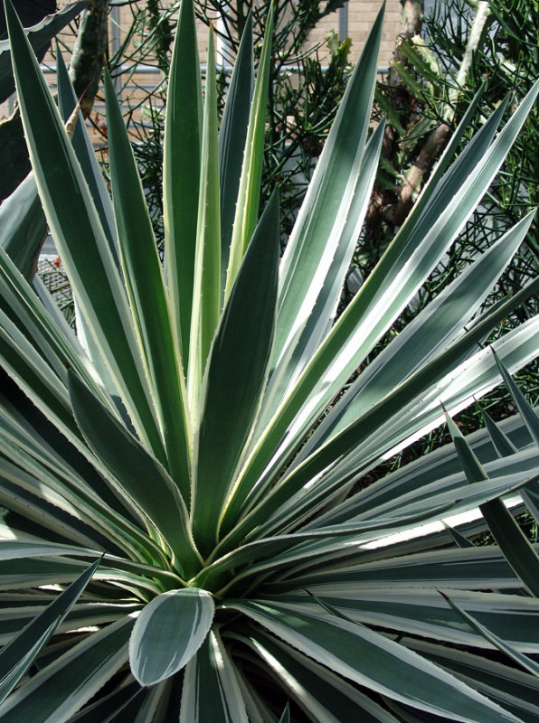 agave