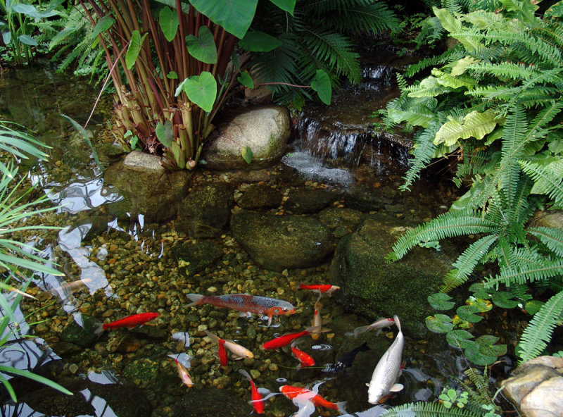 carp pond