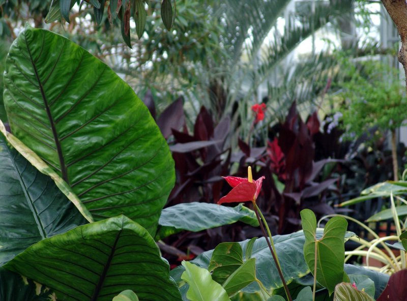 red anthurium