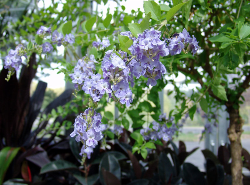 lavender-colored blossoms