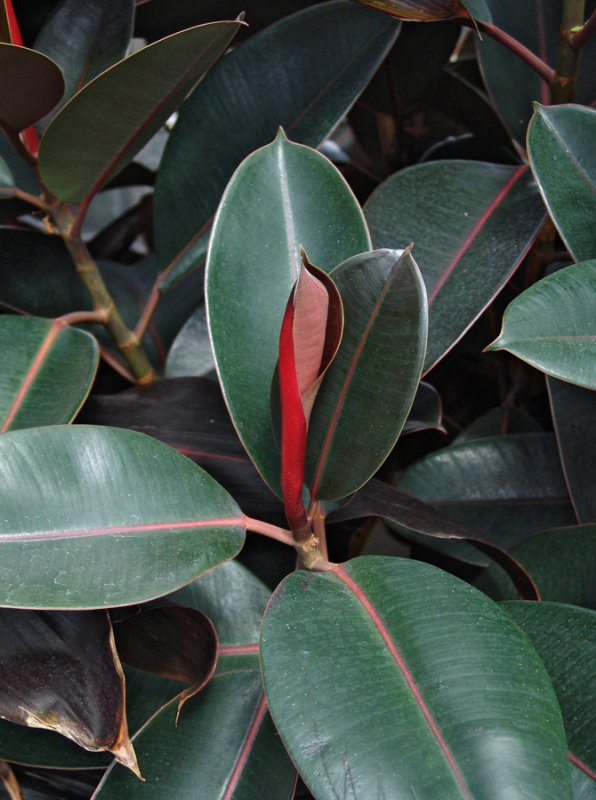 rubber plant?
