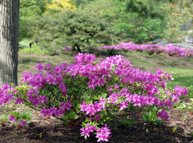 pink azalea