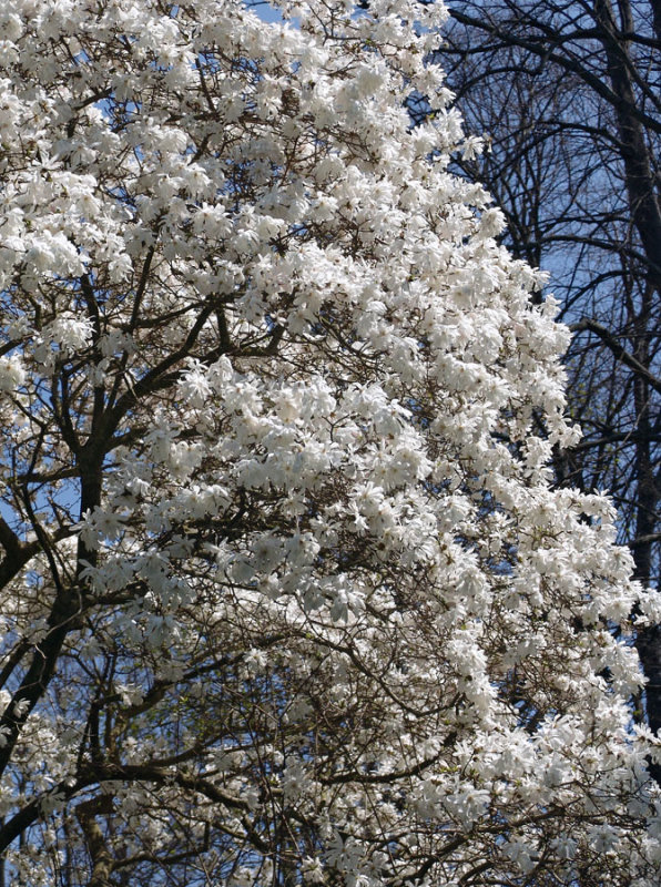 star magnolia