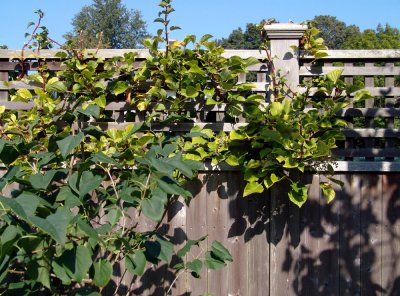 wisteria on the fence