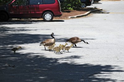 goose crossing